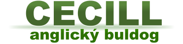 anglický buldog CECILL